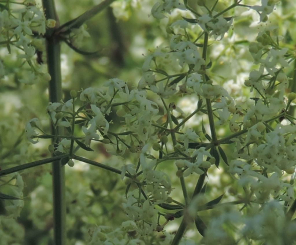Cespuglio bianco - Galium sp.
